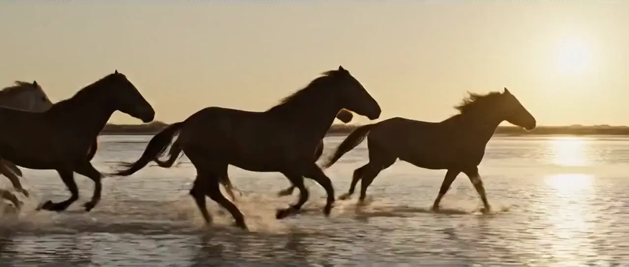 Wild horses galloping through shallow tidal flats at sunset, water spray backlit