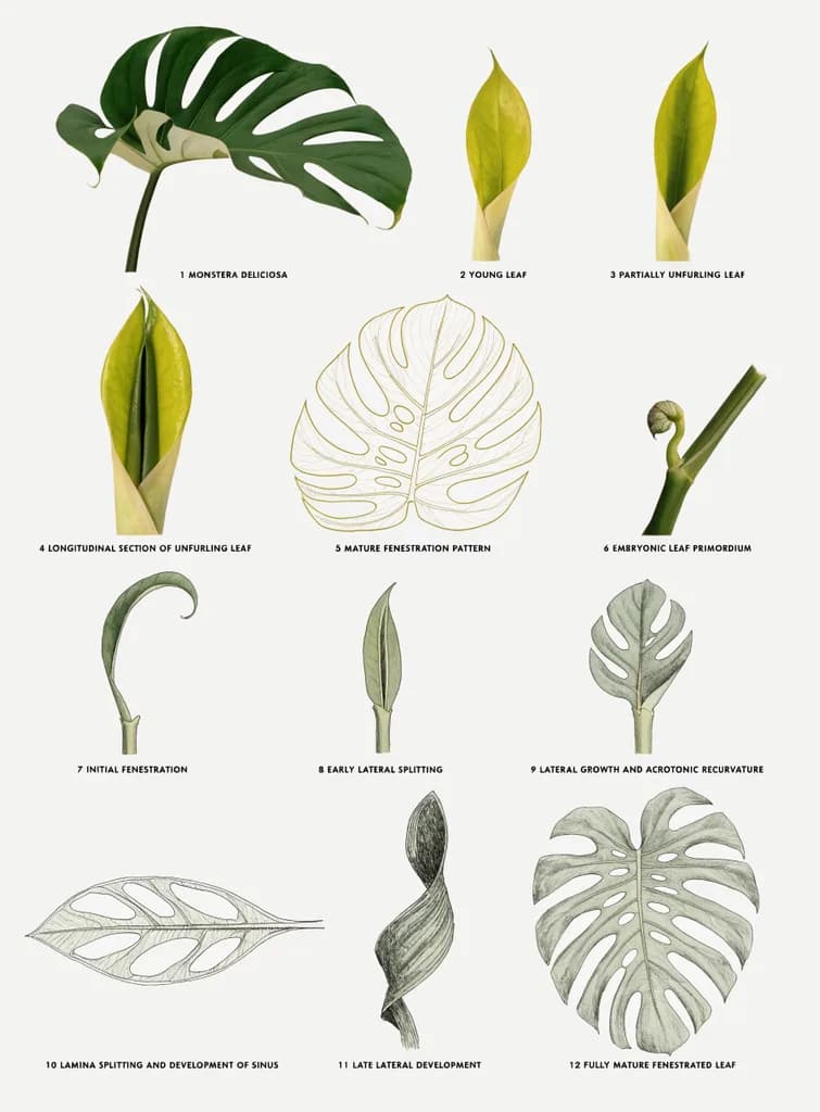 Scientific botanical illustration plate of a monstera plant with labeled leaf stages, warm-neutral palette, soft diffused lighting, cohesive minimal background, premium editorial composition